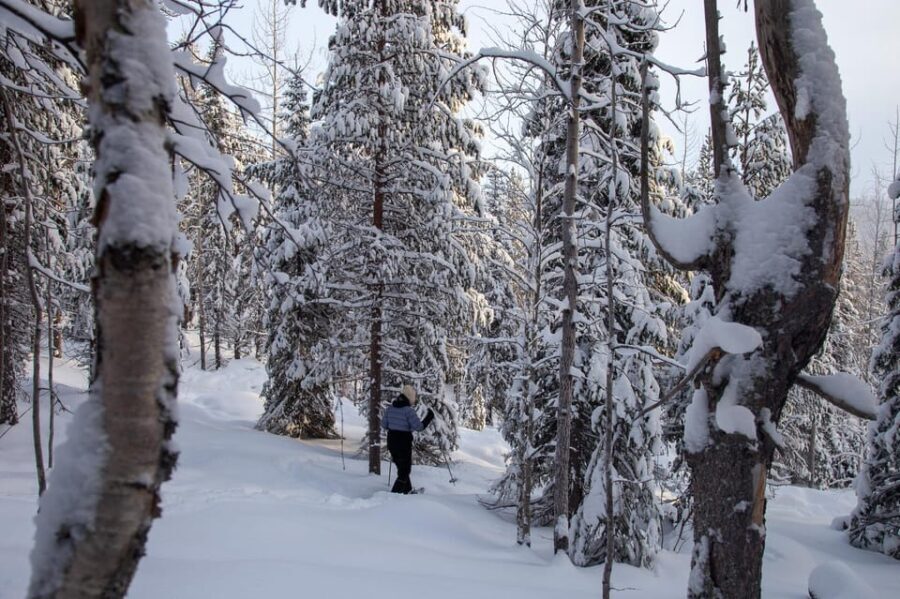 Levi: Lakeside forest snowshoeing - The Experience: What It Feels Like