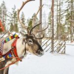 Levi: Lapland Reindeer Safari - The Bottom Line: Who Is This Tour Perfect For?