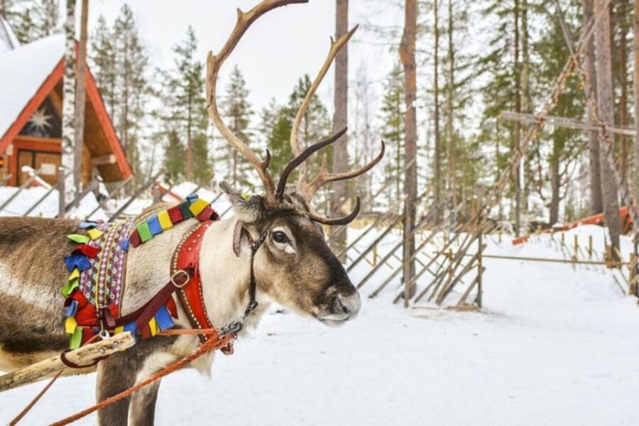 Levi: Lapland Reindeer Safari - The Bottom Line: Who Is This Tour Perfect For?