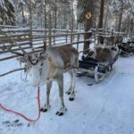 Levi: Meet Reindeer and Visit Husky Kennel - The Itinerary Breakdown