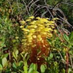 Levi: Nature Walk with Birds, Animals, and Plants - Practical Details: What to Expect