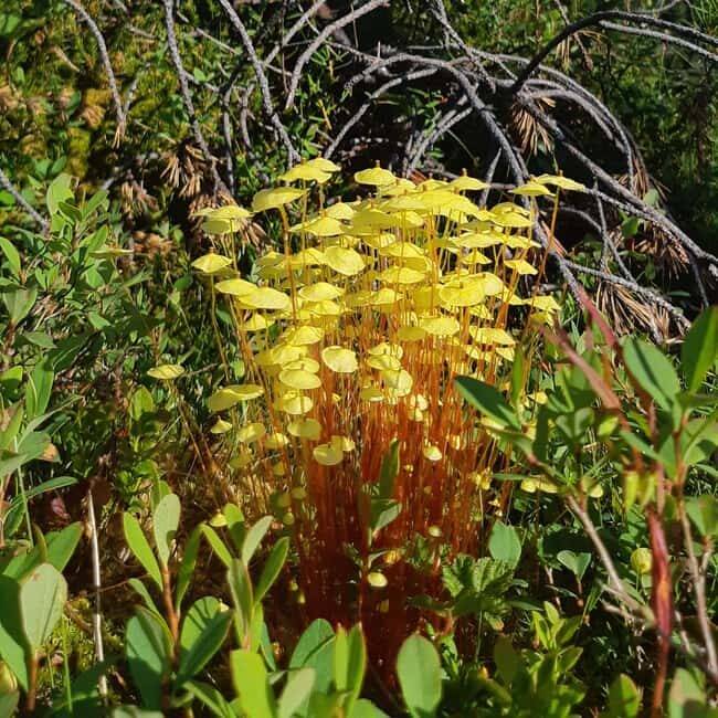 Levi: Nature Walk with Birds, Animals, and Plants - Practical Details: What to Expect