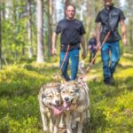 Levi: Nature Walk with Huskies - The Itinerary in Detail