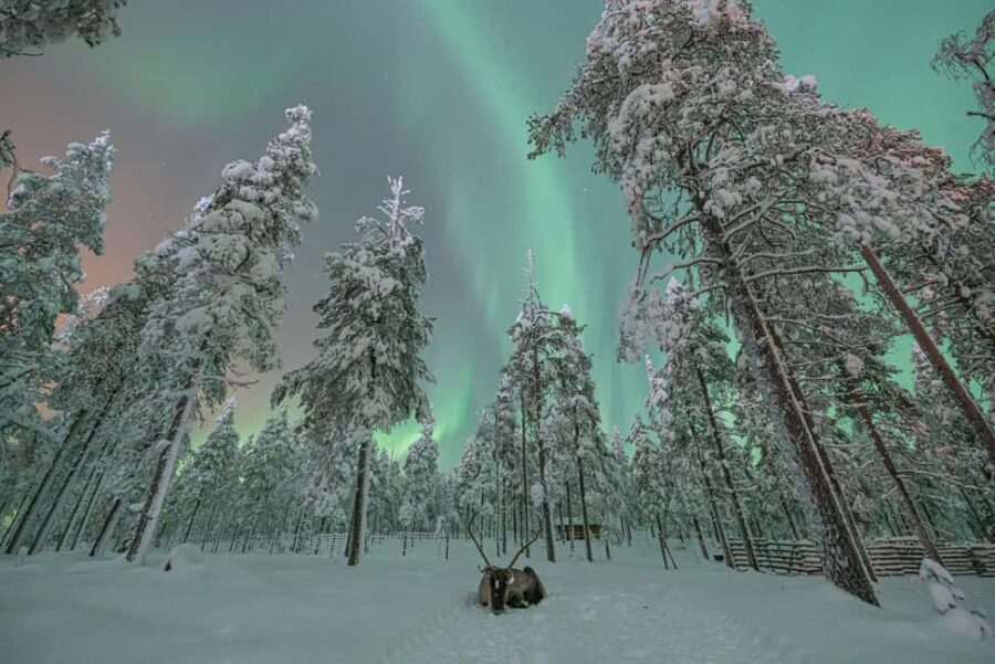 Levi: Private Northern Lights Hunt in the Wilderness - What’s the Value of This Tour?