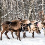 Levi: Reindeer Experience with Sled Ride - FAQs