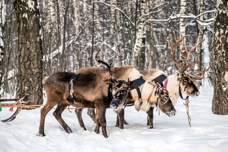 Levi: Reindeer Experience with Sled Ride - FAQs