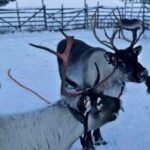 Levi Reindeer Safari - Long or Quick - with Sledge Ride - Is It Worth It?