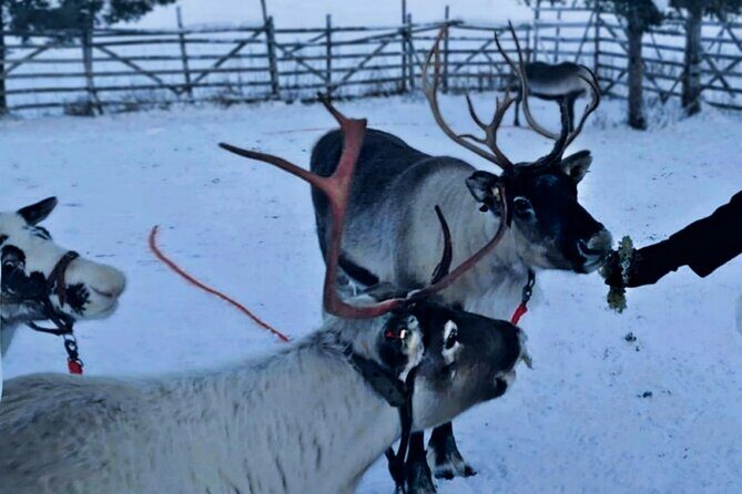 Levi Reindeer Safari - Long or Quick - with Sledge Ride - Is It Worth It?