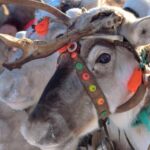 Levi: Reindeer Sleigh Ride Tour in Snowy Forest - The Cozy Campfire and Cultural Touches
