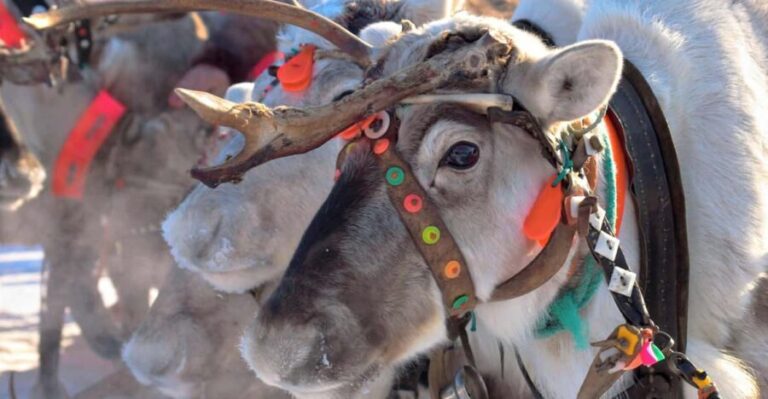 Levi: Reindeer Sleigh Ride Tour in Snowy Forest - The Cozy Campfire and Cultural Touches