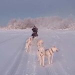 Levi: Self-Drive 2 KM Husky Sledding Experience - The Itinerary in Detail