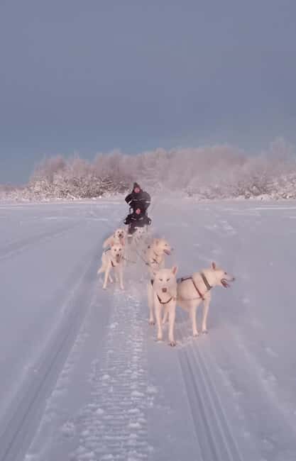 Levi: Self-Drive 2 KM Husky Sledding Experience - The Itinerary in Detail