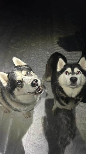 Levi: Self-Drive 5 KM Husky Sledding Experience - What You Can Expect Step-by-Step