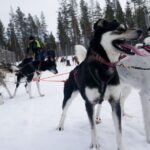 Levi: Self-Drive Guided Husky Tour - Who Should Consider This Tour?
