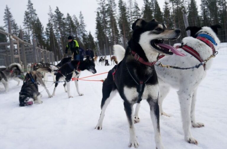Levi: Self-Drive Guided Husky Tour - Who Should Consider This Tour?