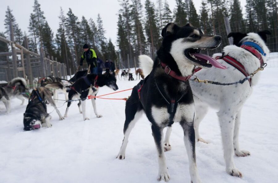 Levi: Self-Drive Guided Husky Tour - Who Should Consider This Tour?