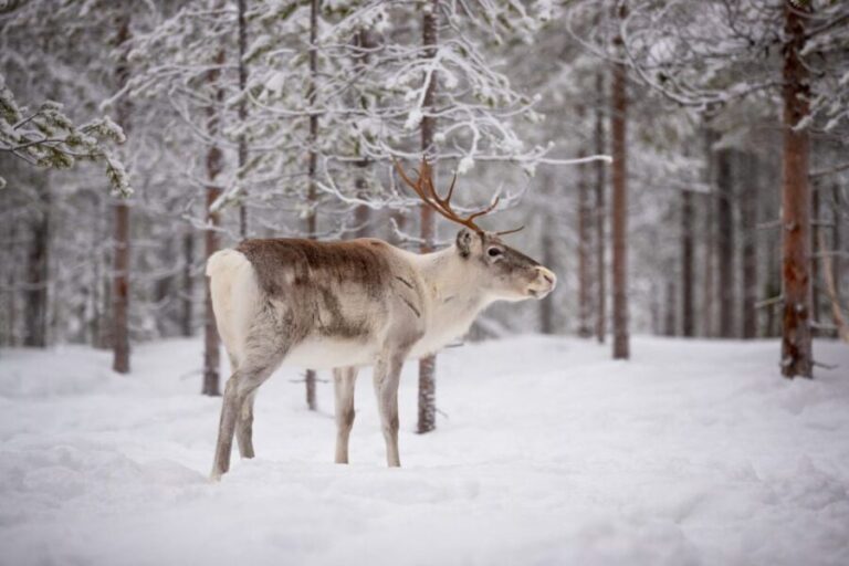 Levi: Traditional Reindeer Husbandry Experience - The Value and Practicalities