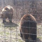 LiBearty Bear Sanctuary Zarnesti Small-Group Trip from Brasov - Who Should Consider This Tour?