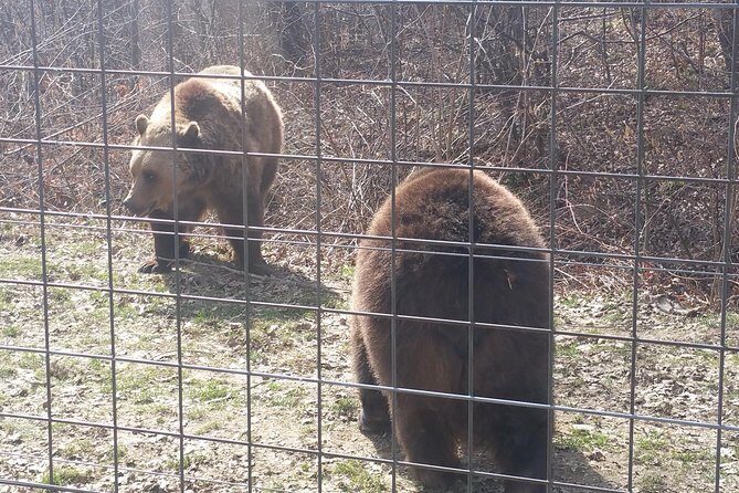 LiBearty Bear Sanctuary Zarnesti Small-Group Trip from Brasov - Who Should Consider This Tour?