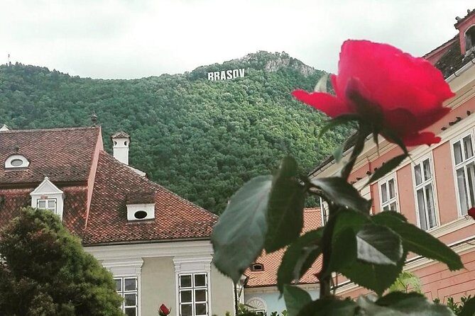 LiBEARty - the Brown Bear Sanctuary from Zarnesti - What’s the Value in This Tour?