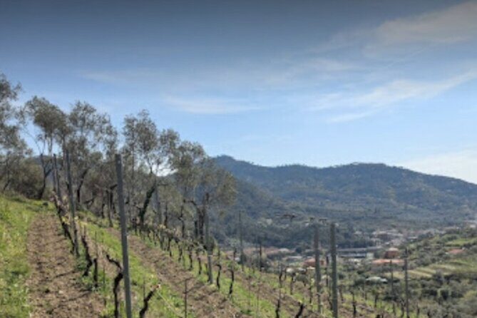 Lievàntu Wine Experience - What Travelers Say