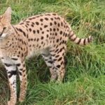 Lincolnshire: ARK Wildlife and Dinosaur Park Entry Ticket - How Is the Price Justified?