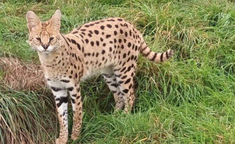 Lincolnshire: ARK Wildlife and Dinosaur Park Entry Ticket - How Is the Price Justified?