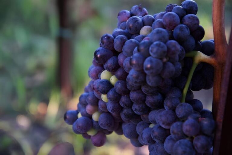 Lipari: Winery Guided Tour and Wine Tasting - The Experience’s Highlights