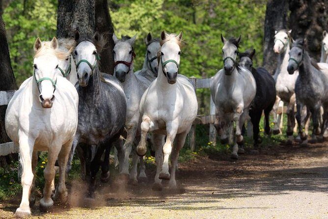 Lipica Stud Farm and Skocjan Caves from Portoroz - Introduction