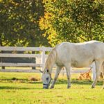 Lipica Stud Farm- Private Experience from Koper - The Lipica Stud Farm Experience in Detail
