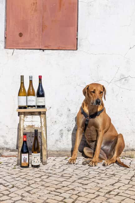 Lisbon: A journey through Portugal By the Glass - Price and Value for Money