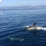 Lisbon: Arrábida Natural Park Dolphin Watching Boat Tour - Exploring the Itinerary: What’s Truly Included