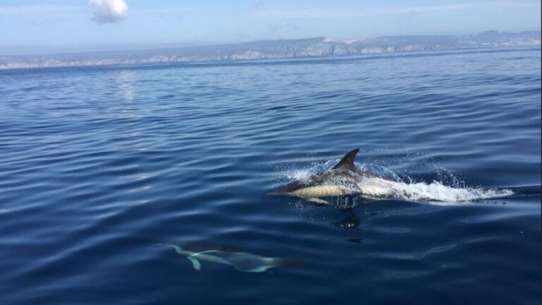 Lisbon: Arrábida Natural Park Dolphin Watching Boat Tour - Exploring the Itinerary: What’s Truly Included