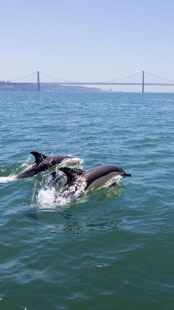 Lisbon: Dolphin Watching Boat Tour with Welcome Coffee - Final Thoughts: Who Will Love This Tour?