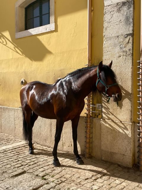 Lisbon: Morning of Equestrian Art with Lusitano Horses - What We Love About This Experience