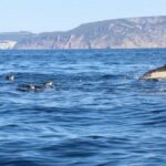 Lisbon: Ocean Safari with Marine Biologists - An In-Depth Look at the Lisbon Ocean Safari