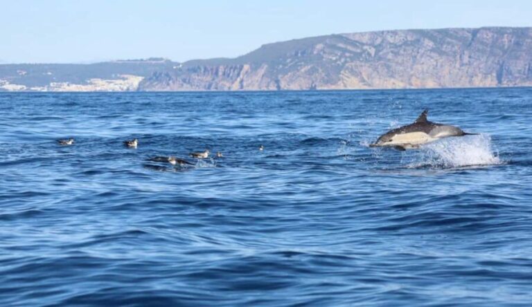 Lisbon: Ocean Safari with Marine Biologists - An In-Depth Look at the Lisbon Ocean Safari