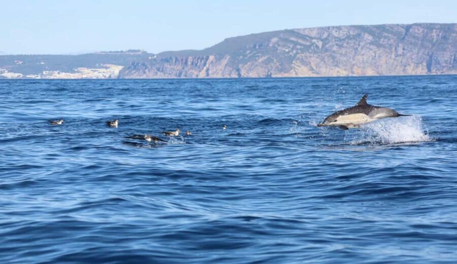 Lisbon: Ocean Safari with Marine Biologists - An In-Depth Look at the Lisbon Ocean Safari