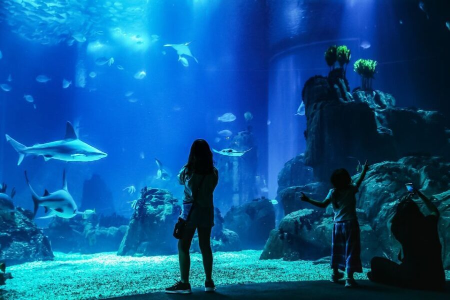 Lisbon: Oceanário de Lisboa Entrance Ticket - The Value of Your Ticket: Is It Worth $28?