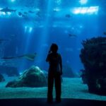 Lisbon: Oceanarium + Cable Car Ticket - Exploring the Lisbon Oceanarium