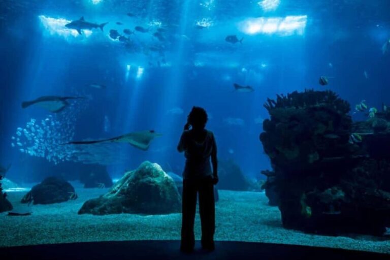 Lisbon: Oceanarium + Cable Car Ticket - Exploring the Lisbon Oceanarium