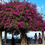 Lisbon: Old Town Tuk-Tuk Tour - Who Is This Tour Best For?