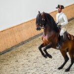 Lisbon: Portuguese Riding School Trainig with Lusitano Horse - The Significance of the Lusitano Horse