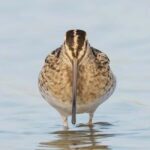 Lisbon: Private Birdwatching Tours with a Local Guide - Practical Details and What You Need to Know