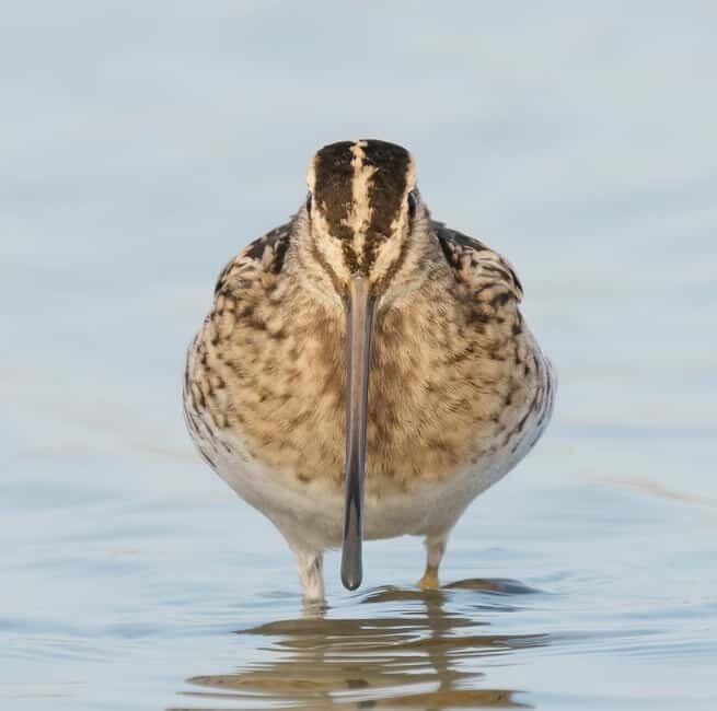 Lisbon: Private Birdwatching Tours with a Local Guide - Practical Details and What You Need to Know