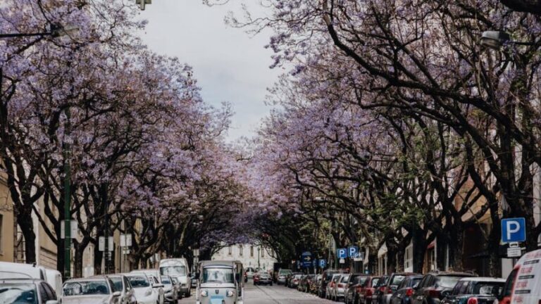 Lisbon: Private City Tour by Tuk-Tuk - Why This Tour Works for Travelers