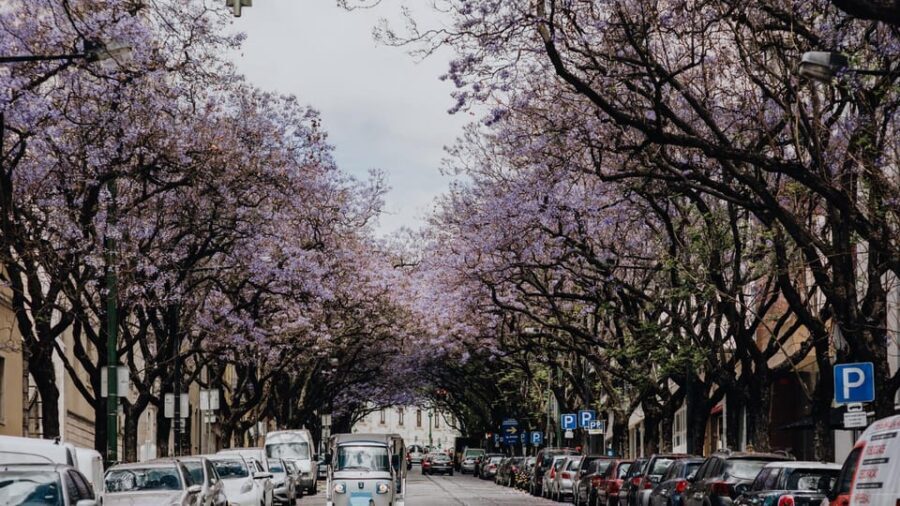 Lisbon: Private City Tour by Tuk-Tuk - Why This Tour Works for Travelers