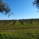Lisbon: Private Tour Evora with Wine Tasting at the Cartuxa - Lunch and Free Time