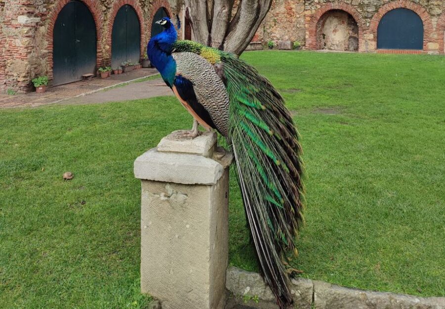 Lisbon: São Jorge Castle Skip-the-Line Ticket & Guided Tour - What Makes This Tour a Good Choice