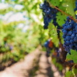 Lisbon: Setúbal, Arrábida and Azeitão Private Wine Tour - Exploring Setúbal and Its Surroundings